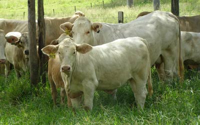 Charbray Cattle