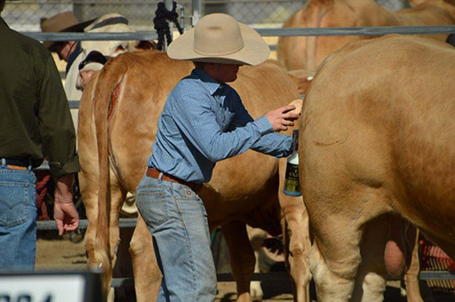 Beef Australia 2024 Photos