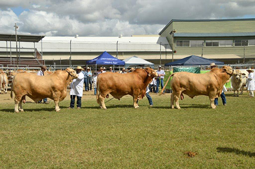 Beef Australia 2024 Photos