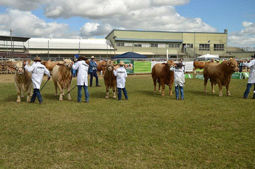 Beef Australia 2024 Photos