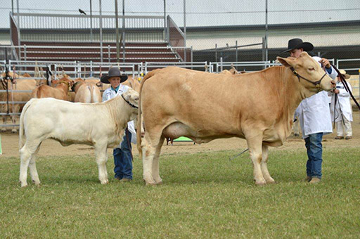 Beef Australia 2024 Photos