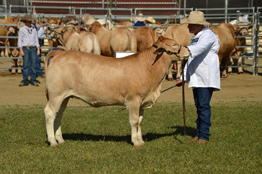 Beef Australia 2024 Photos