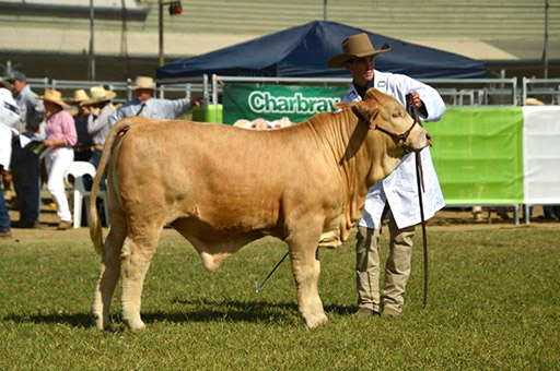 Beef Australia 2024 Photos