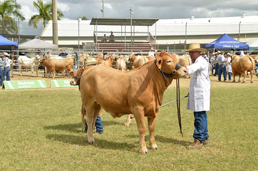 Beef Australia 2024 Photos