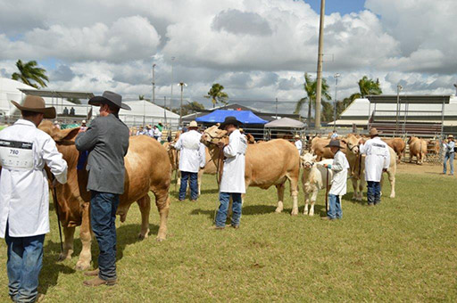 Beef Australia 2024 Photos