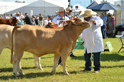 Beef Australia 2024 Photos