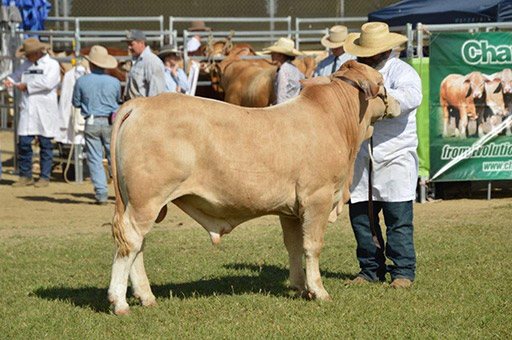 Beef Australia 2024 Photos