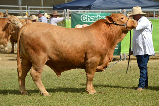 Beef Australia 2024 Photos