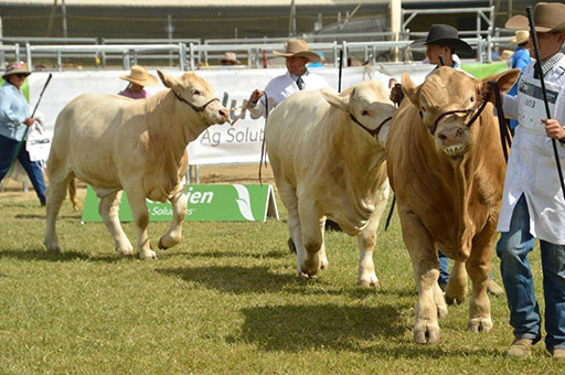 Beef Australia 2024 Photos