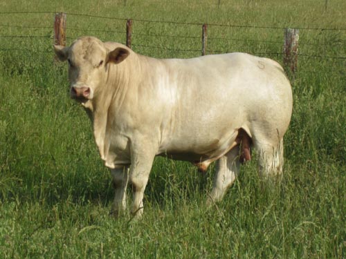 Charbray Society of Australia Ltd - Bull, Female and Semen Sales.