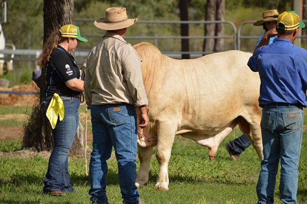 Charbray Young Breeders Class of 2024