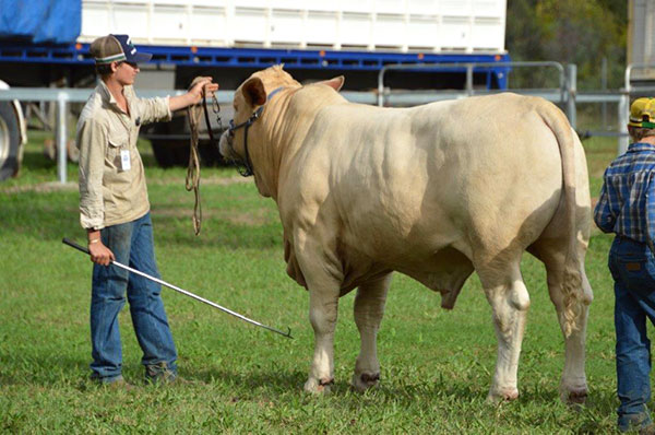 Charbray Young Breeders Class of 2024