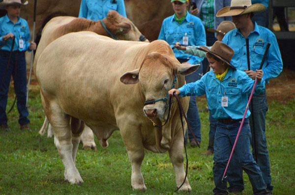 Charbray Young Breeders Class of 2024